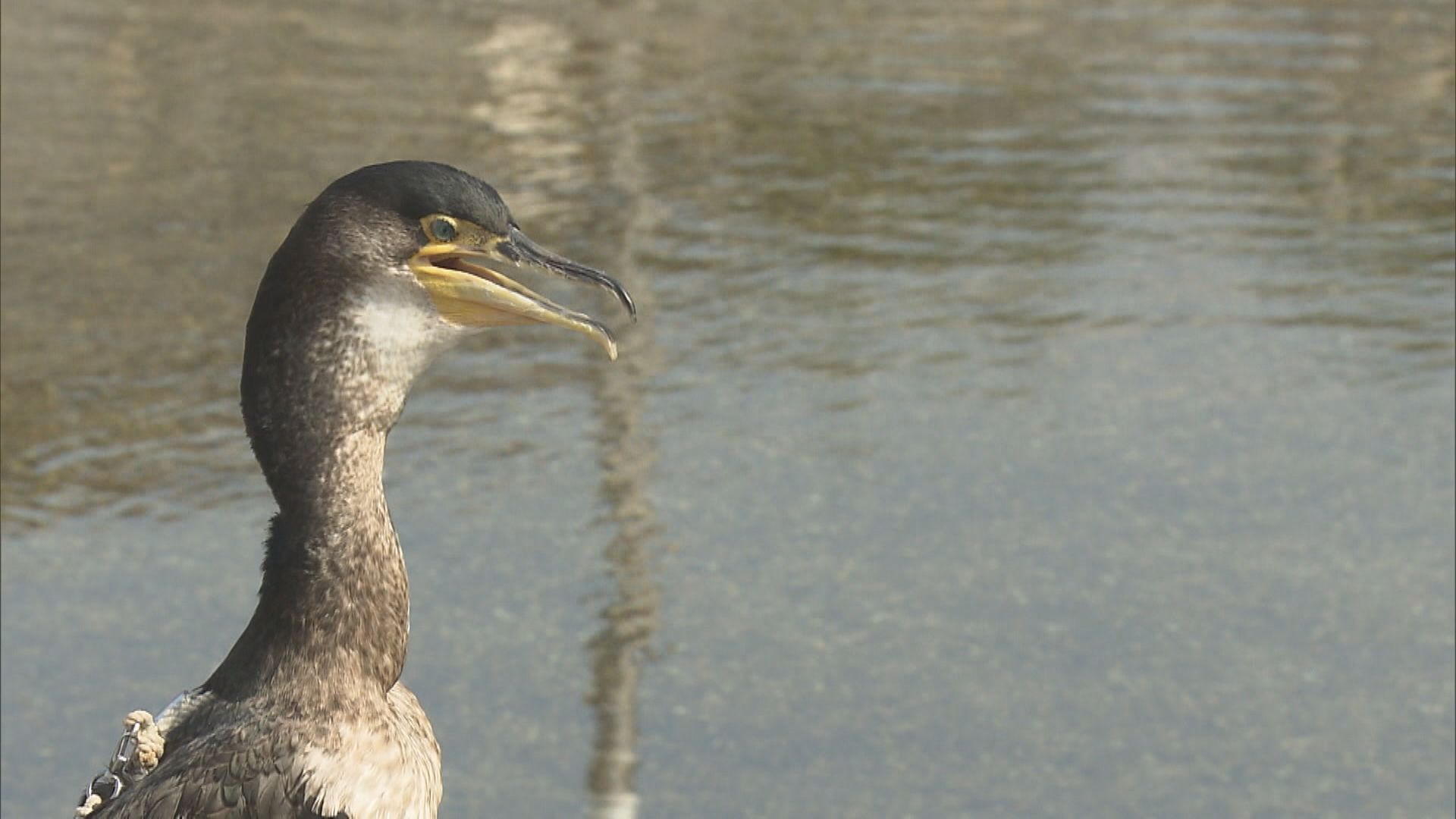 「幻の鵜飼」復活 全国の鵜飼が集結する中 「ウッティー」お披露目 京都・宇治市 特集 ニュース 関西テレビ放送 カンテレ