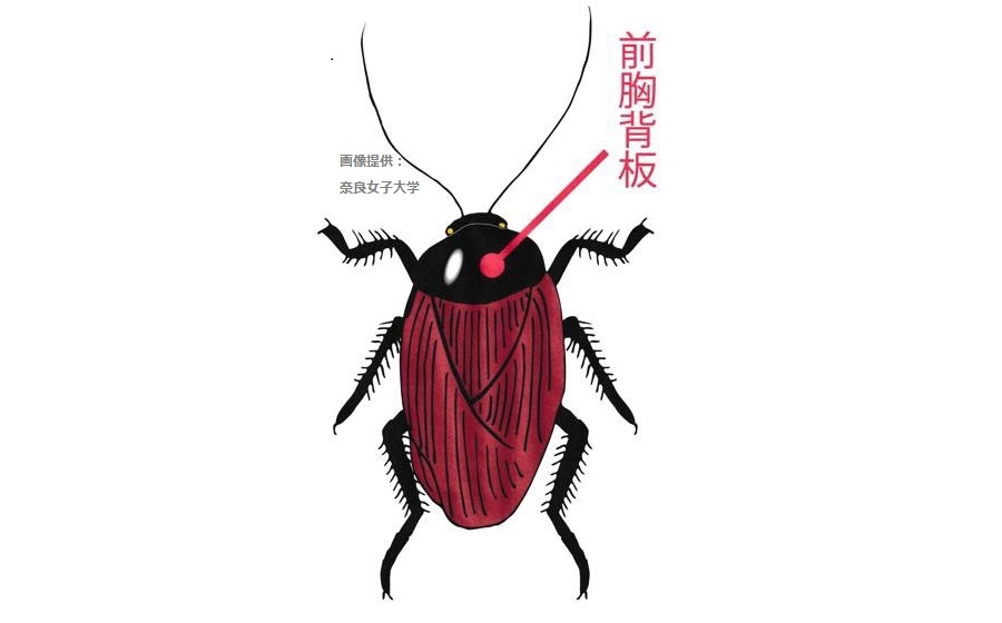 “世界最古”か　チャバネゴキブリの破片を発見　「日本で古墳時代から存在」　奈良・纏向（まきむく）遺跡の調査で明らかに