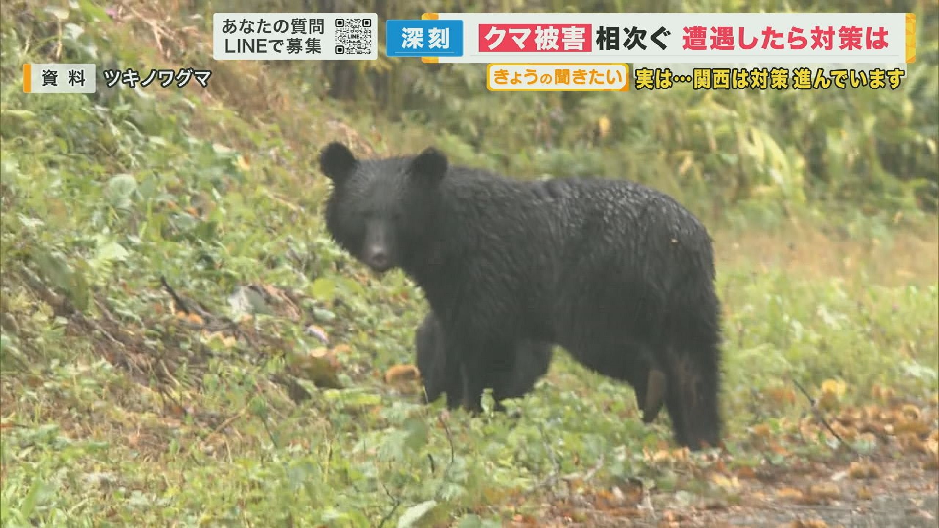 相次ぐクマ被害の原因は…ドングリの不作と個体数の増加　クマの殺処分は「やむを得ない」【専門家解説】