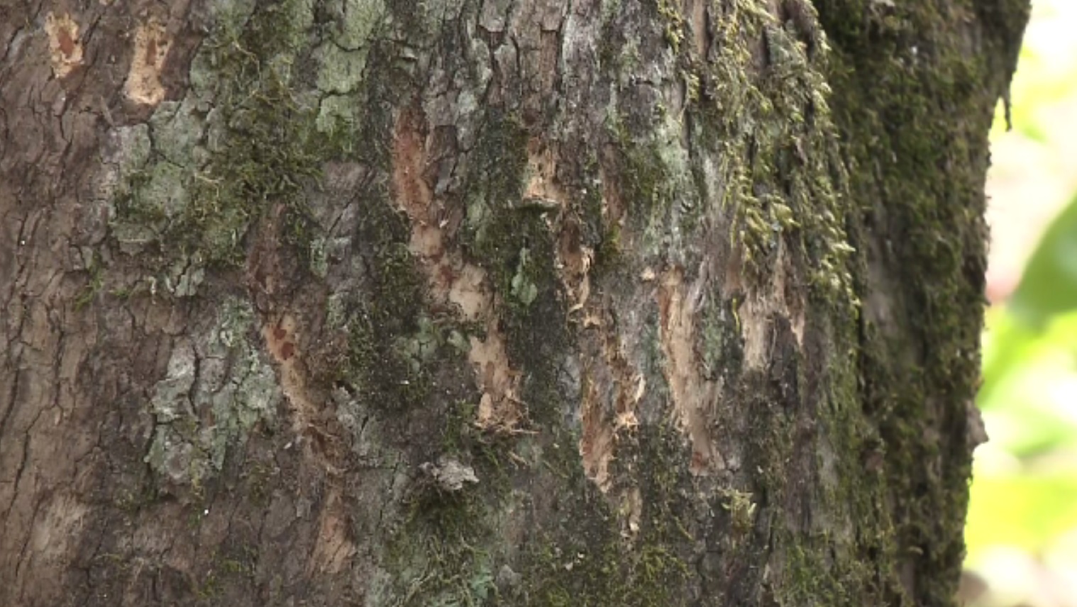 大阪で「クマ」出没相次ぐ　小学校のグラウンドに足跡　住民たちに不安広がる　茨木市・箕面市・島本町など