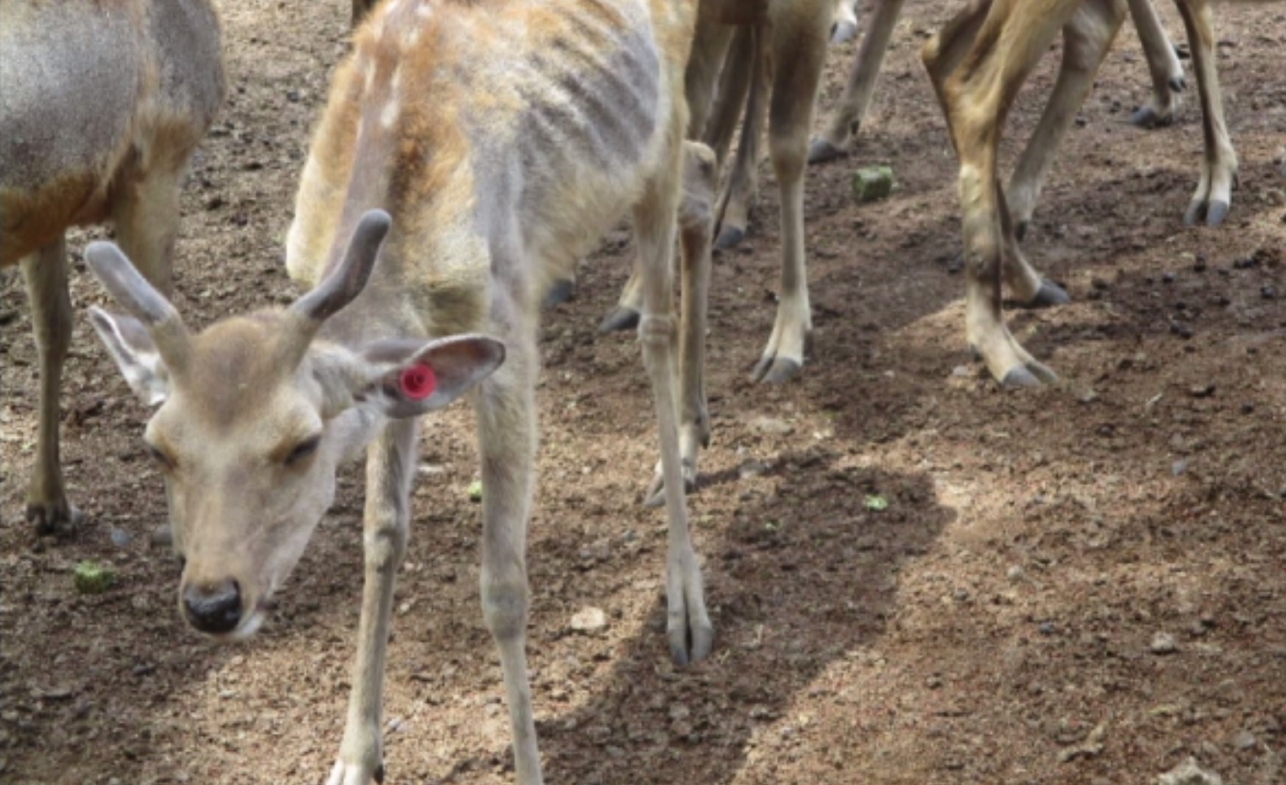 “神の使い”奈良のシカ問題　収容環境は不適切と判断　愛護会の対応に限界　「特別柵」の見直し必要か
