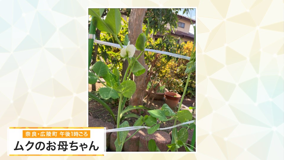 【お天気図鑑】少し早めに咲いたスナップエンドウの花 暖冬の影響か(奈良県・広陵町)