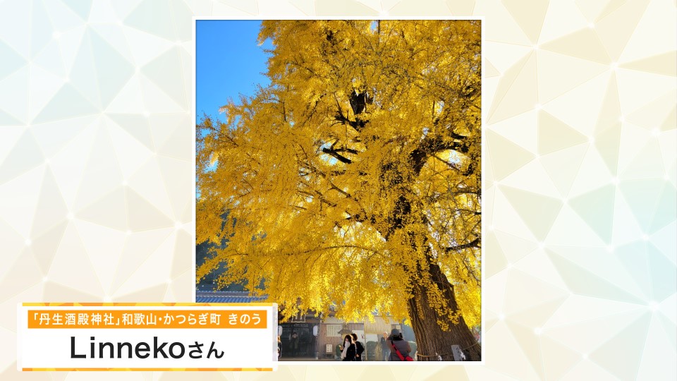 【お天気図鑑】樹齢300年を超えるイチョウ　きれいな黄色に色づく　丹生酒殿神社 (和歌山県・かつらぎ町)