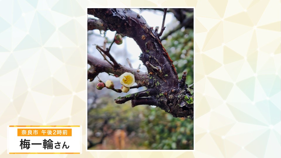 【お天気図鑑】満開が楽しみ　開花を迎えた「梅の花」　雨粒がついてきれいに　 (奈良県・奈良市)