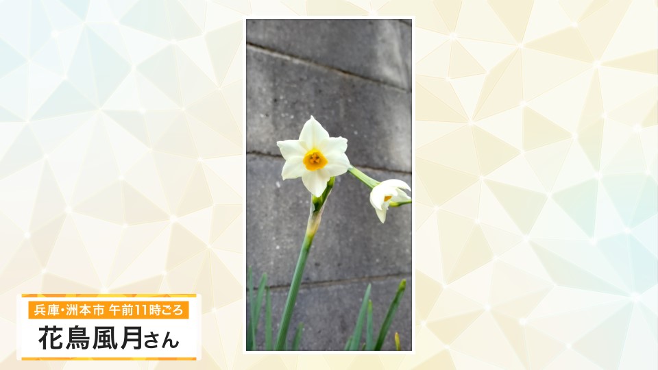 【お天気図鑑】そろそろ「スイセン」の花の季節　自宅で育てて40年　『今年も咲きました』(兵庫県・洲本市)