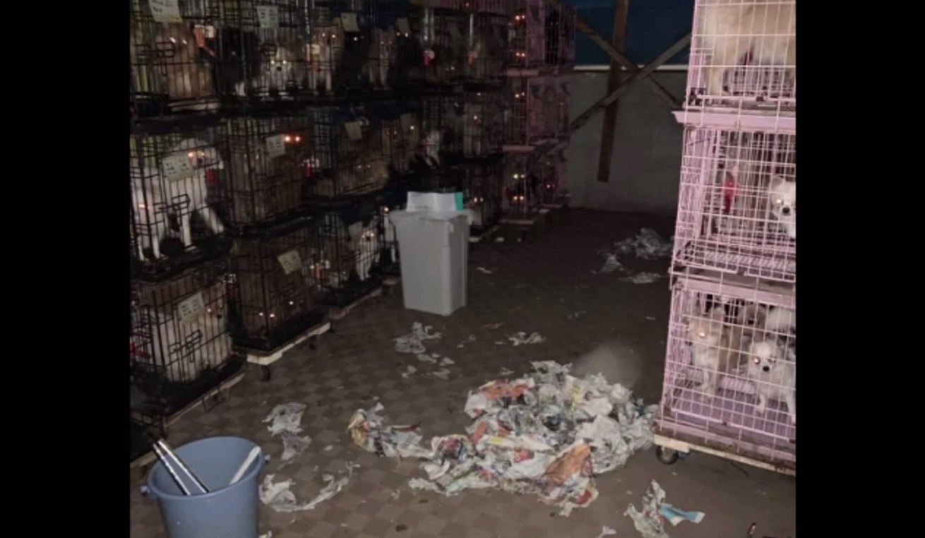 悪質な犬ブリーダーや裏庭ブリーダーを避ける方法
