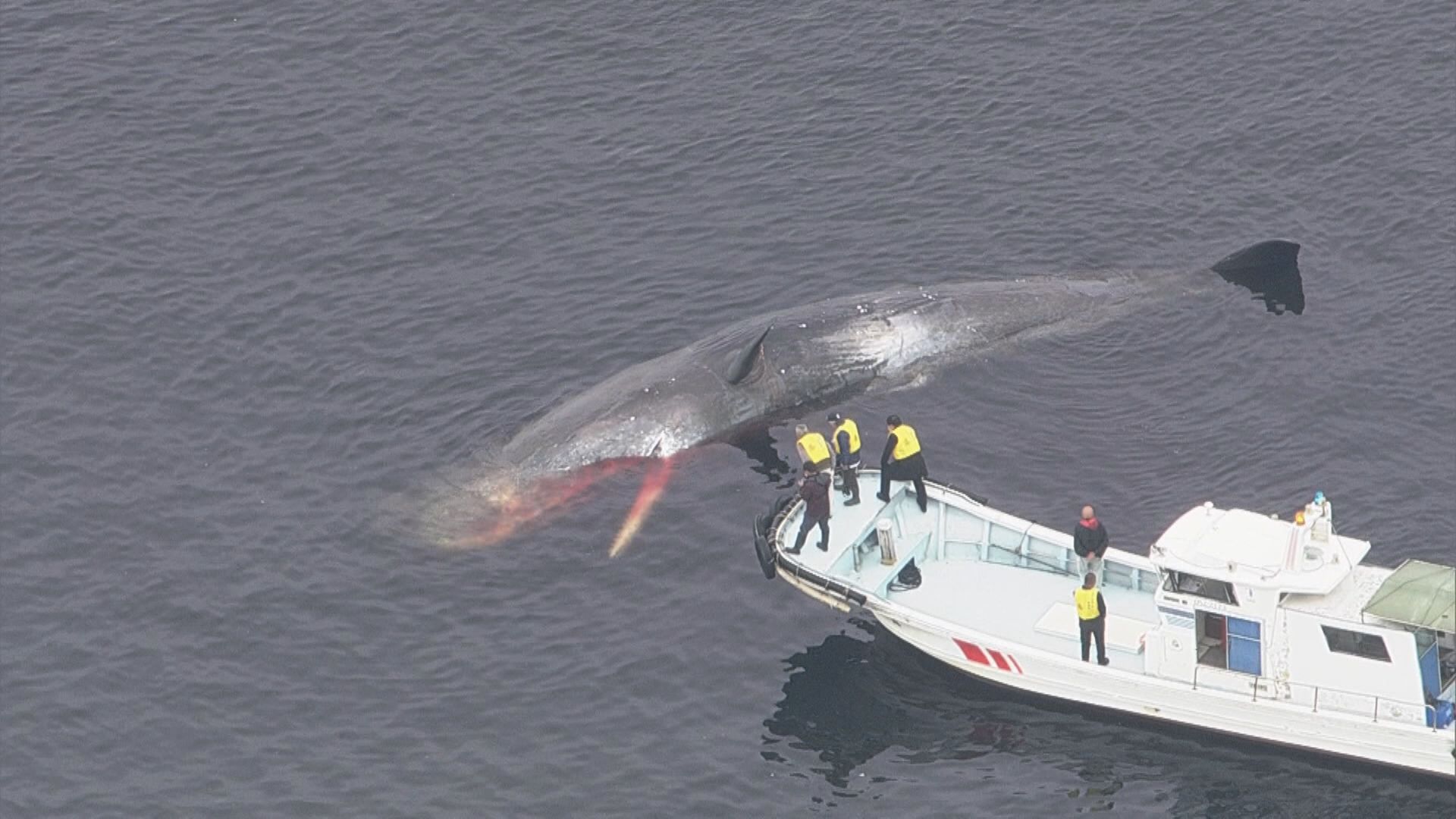 大阪湾で死んだクジラは「埋めて処分」　迷い込みは「海水温と黒潮の蛇行が影響」と専門家
