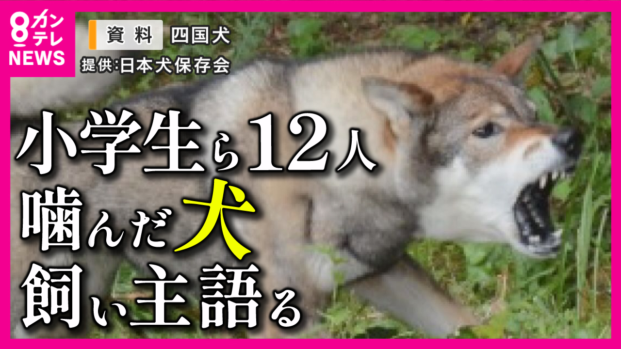 伊勢崎市 四国犬 飼い主