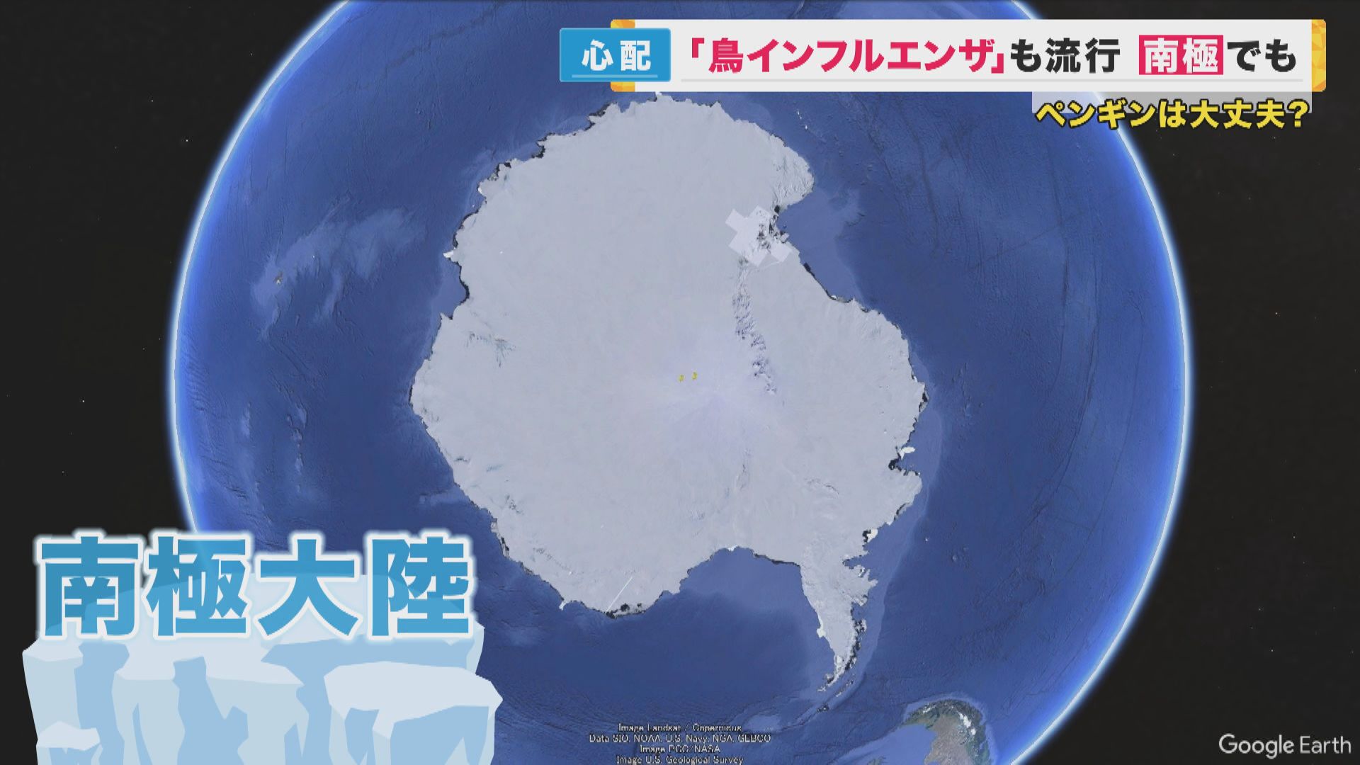 南極で鳥インフルエンザを初確認　人間への感染は「可能性あるが早めに受診すれば大丈夫」と専門家