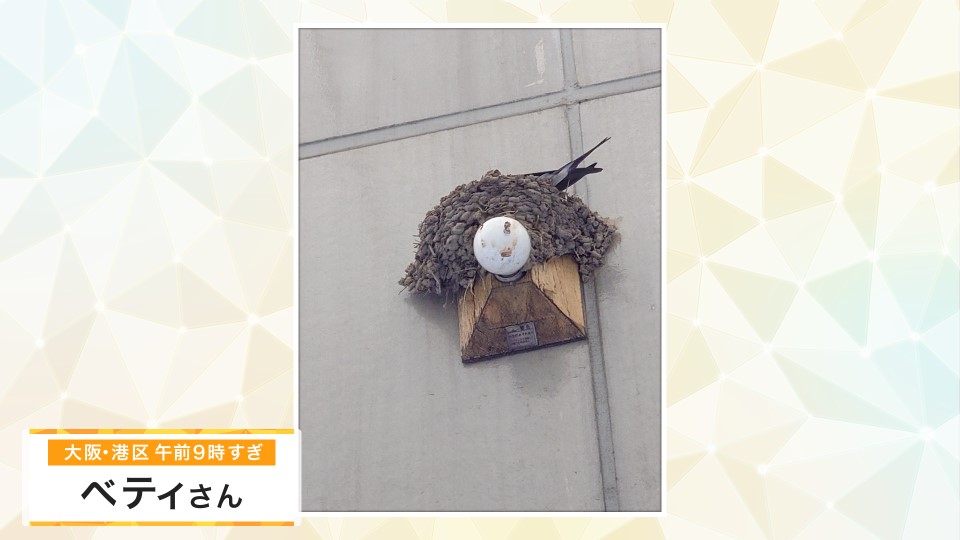 【お天気図鑑】ことしも帰ってきたツバメ　もう少し暖かくなればつがいも　(大阪府・大阪市)