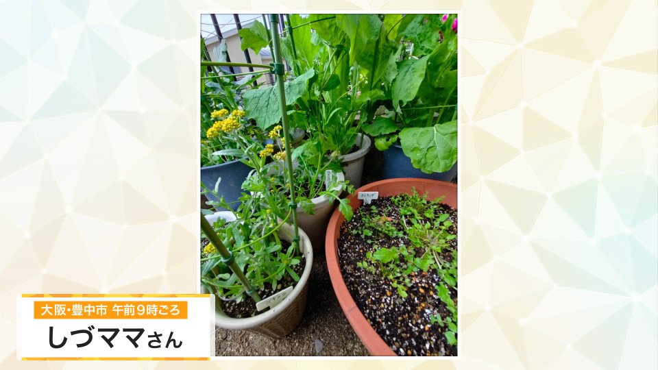【お天気図鑑】「七草」すべてを自宅で育てる　それぞれの成長度合いはバラバラ　来年の七草粥に間に合うよう調整(大阪府・豊中市)