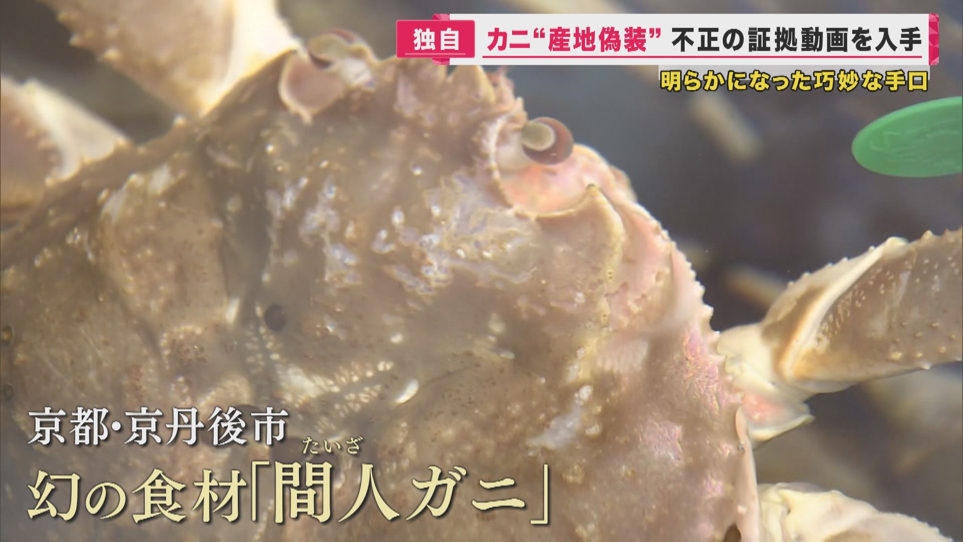 「幻の」ブランドガニ偽装事件 あるはずのないものが業者の作業場に 「町ぐるみの偽装」の証言も