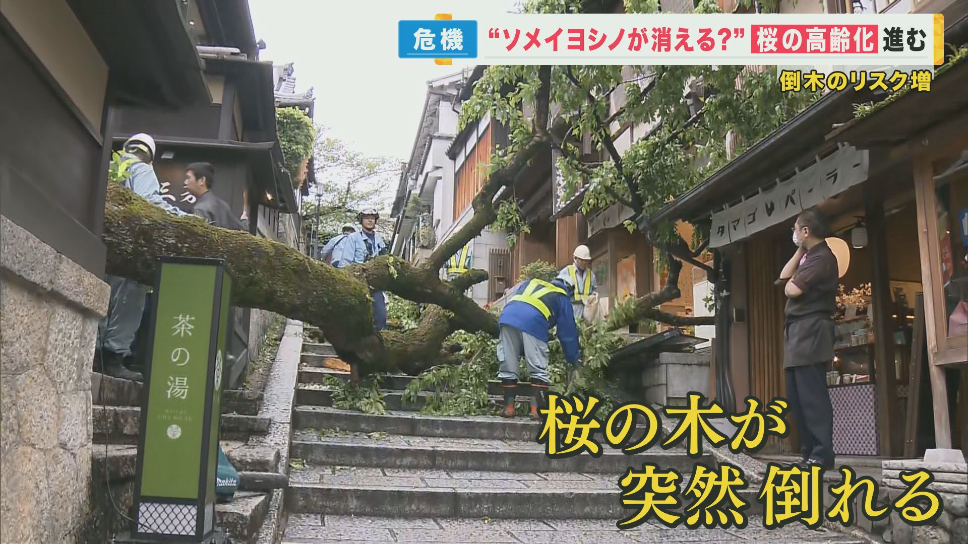 桜の大木が倒れ大けが　日本中で進む「桜の高齢化」　ソメイヨシノは樹齢60年ほどで倒木リスク増大