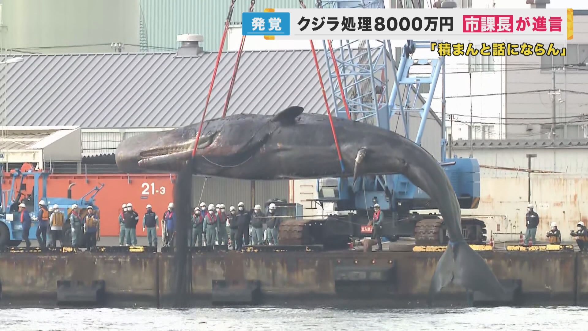 「死んだクジラ」の処理費用「ブラックボックスにできる」と業者　協議に担当外の課長も参加　倍以上に増額