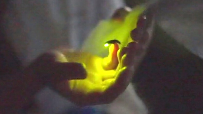 「ホタルは僕たちの町の宝です」　子どもたちが『ホタルの光』守り続ける　自然豊かな小学校の特別授業