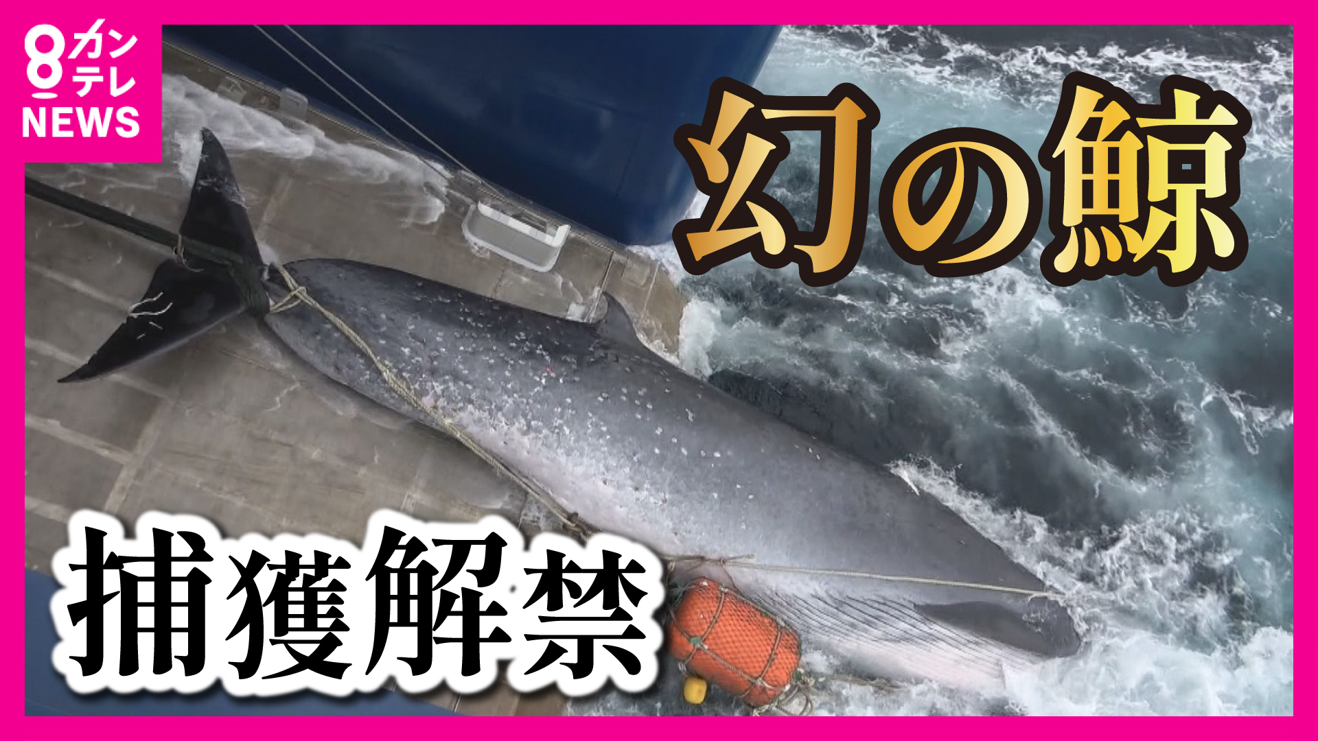 現在は100グラム1万円』“幻の鯨”が安くなるか 大型「ナガスクジラ」の