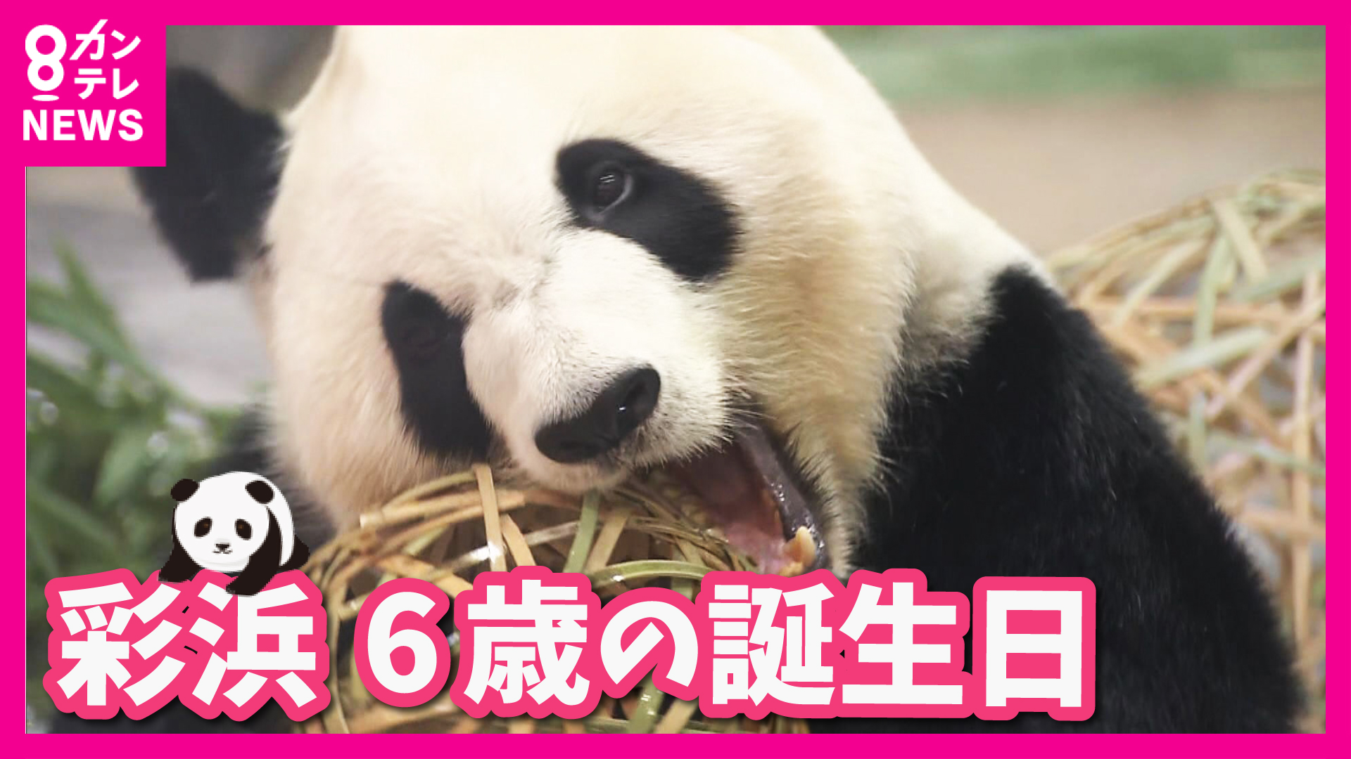 2025，お買い得 彩浜 バスタオル 6歳誕生日 アドベンチャーワールド パンダ