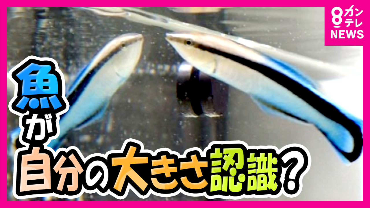 魚も『鏡』で自分を認識か 鏡に映る自らより「小さい魚」の写真には
