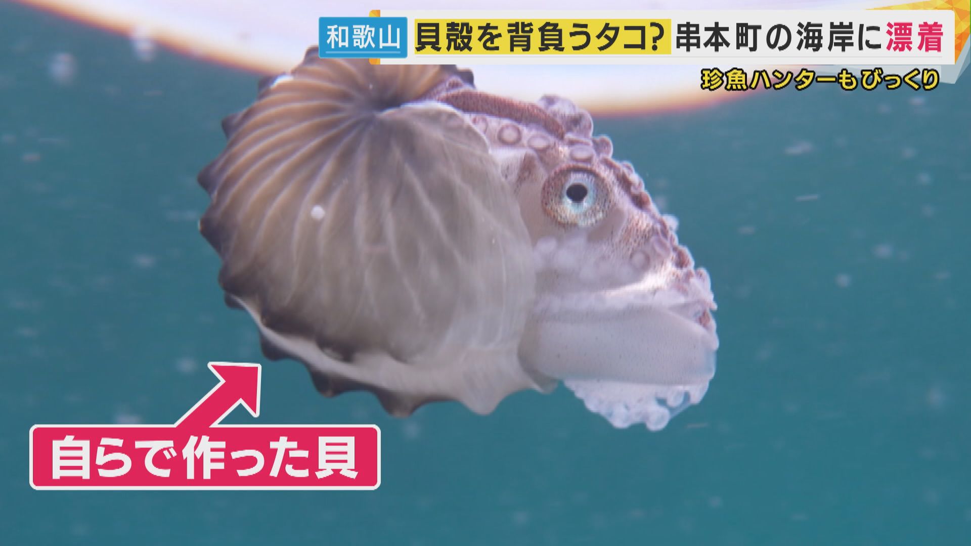 珍しい魚『タコブネ』が和歌山の海岸に 『珍魚ハンター』も「何じゃ 