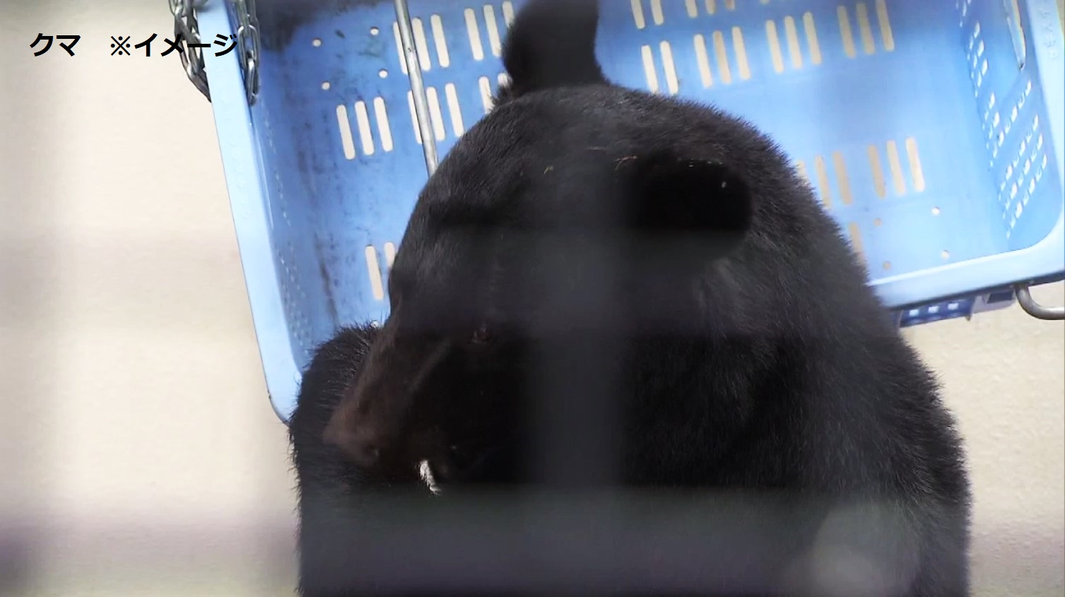 わなにかかった「ツキノワグマ」が男性襲う　男性は頭から顔をひっかかれるけが　わなの固定不十分だったか