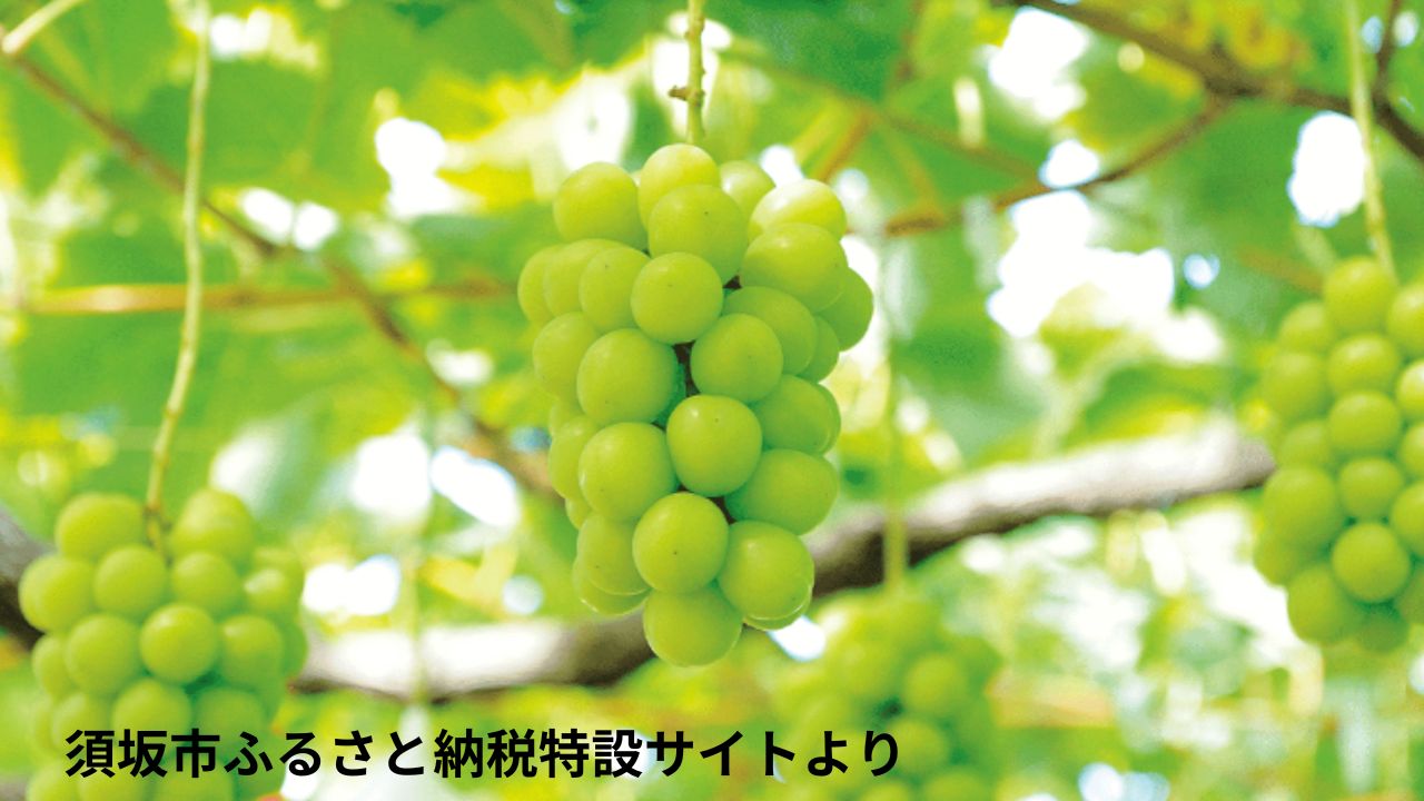 和歌山の業者がふるさと納税の返礼品「シャインマスカット」の産地を偽装　「山形県産」を「長野県産」など