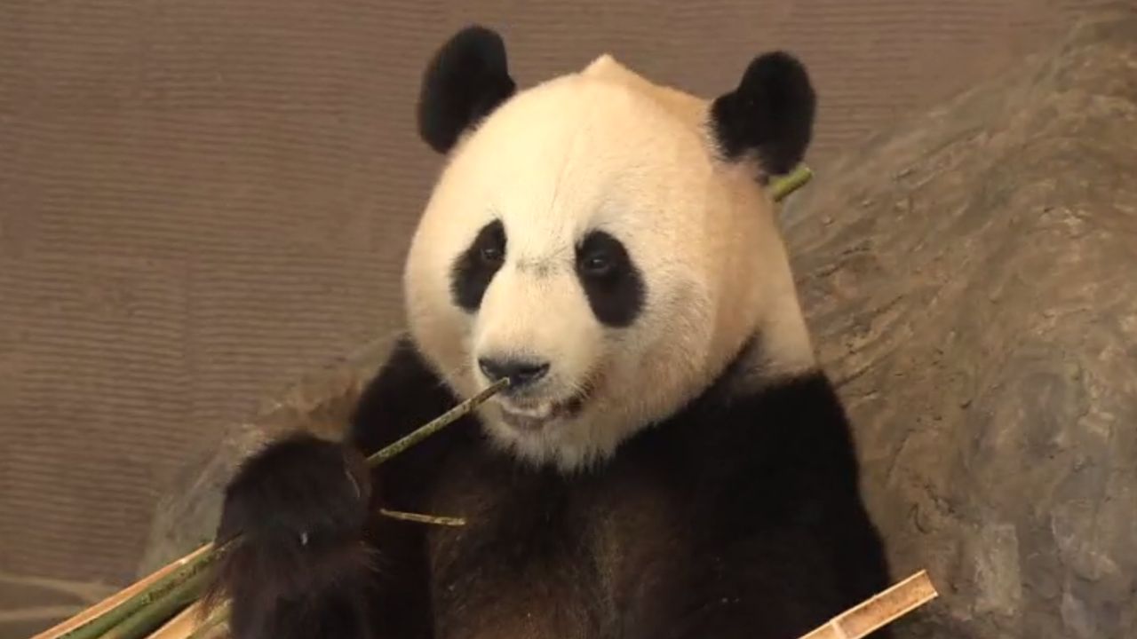 アドベンチャーワールド「パンダ全頭を中国に返還」24歳良浜ら4頭　中国との契約期間満了で