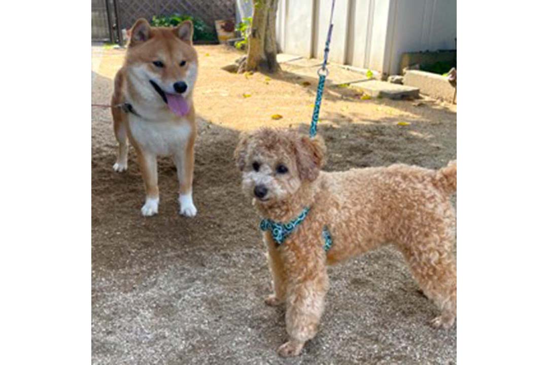 ペットにも押し寄せる“高齢化”通院は飼い主の負担も大きい　『往診専門』“犬・猫”ドクターの取り組み