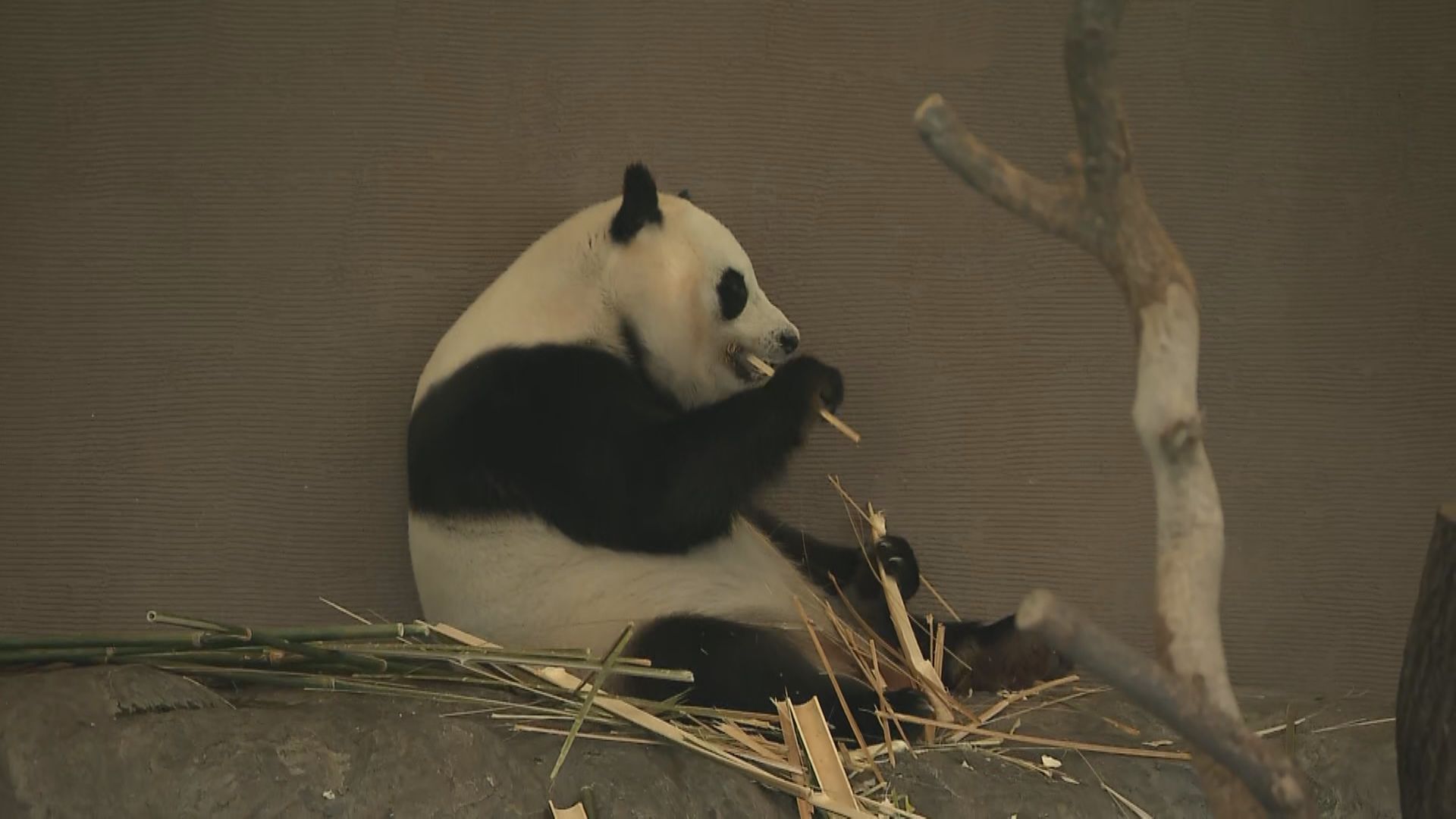 パンダジャーナリスト「中国以外では世界最多の自然繁殖…素晴らしい」アドベンチャーワールド讃える