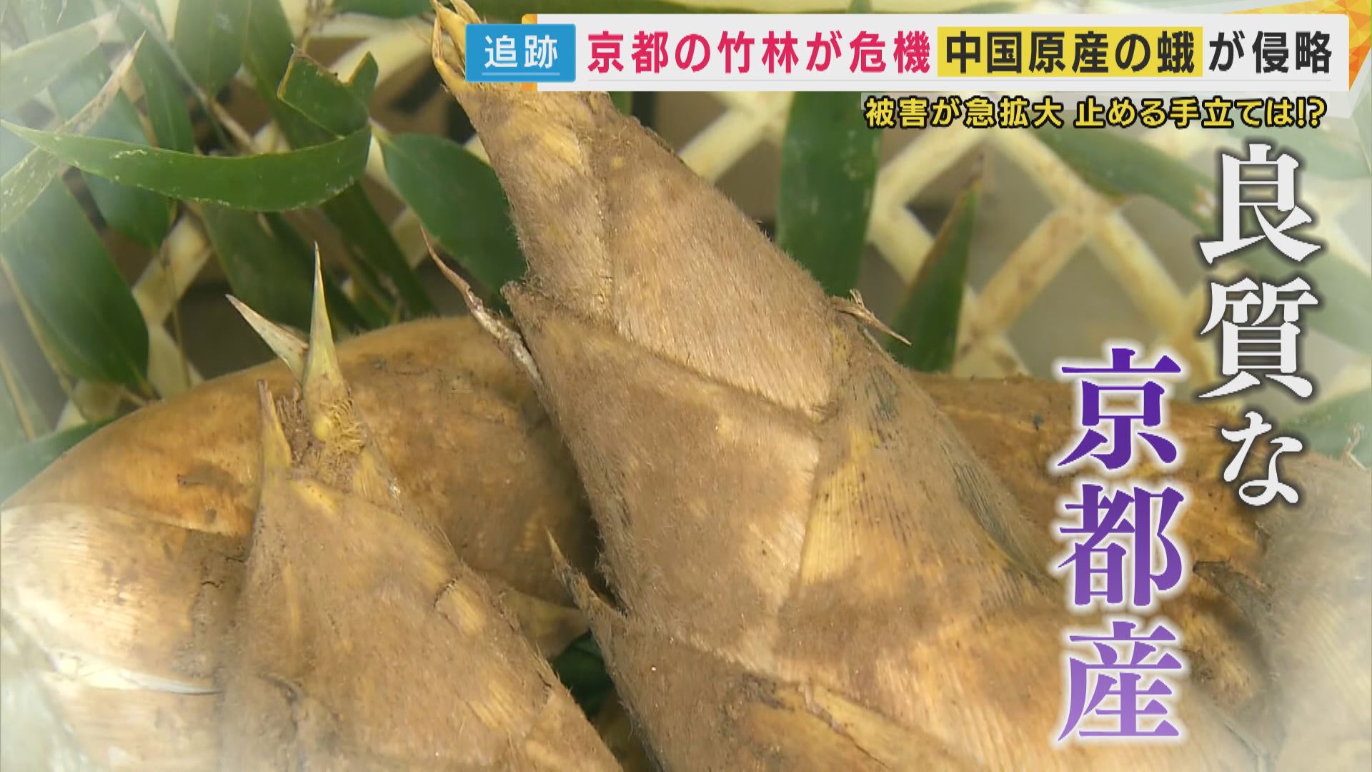 京都のタケノコが大ピンチ！　中国産の蛾“シナチクノメイガ”　幼虫が竹に…