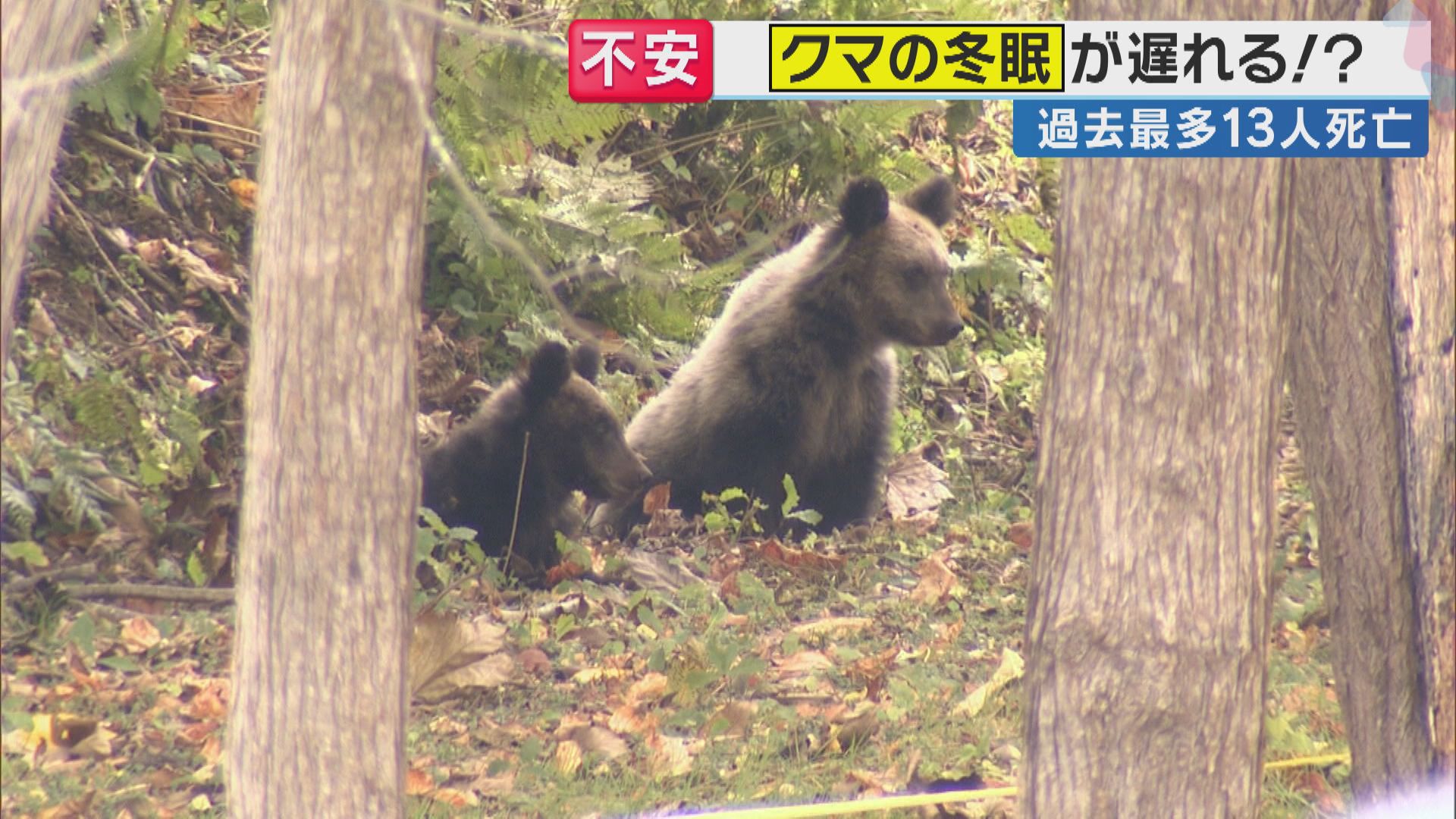 クマの冬眠遅延が深刻化！「人里のエサ」で生態変化 年内も警戒必要 1万6000円の撃退スプレーに注目