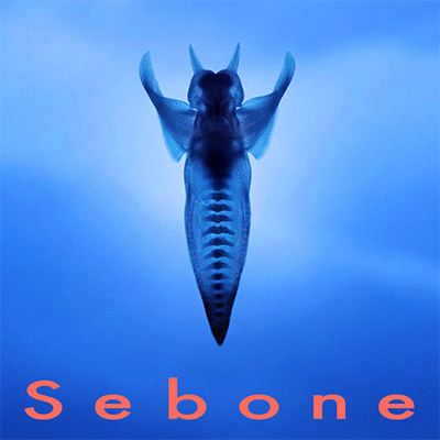 「Sebone ―脊椎盤―」