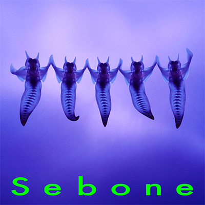 「Seboneー脊髄盤―」