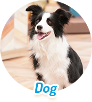 マスコット犬のテス