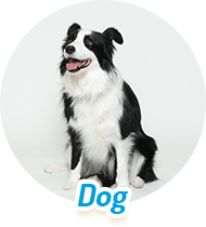マスコット犬のテス