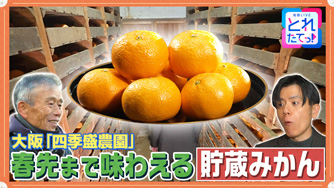 春先まで味わえる貯蔵みかん