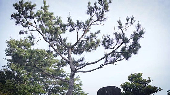 お菊髪結いの松