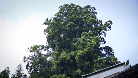 毘張杉