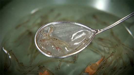 シロウオの踊り食い