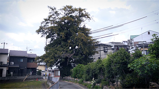 小町榧